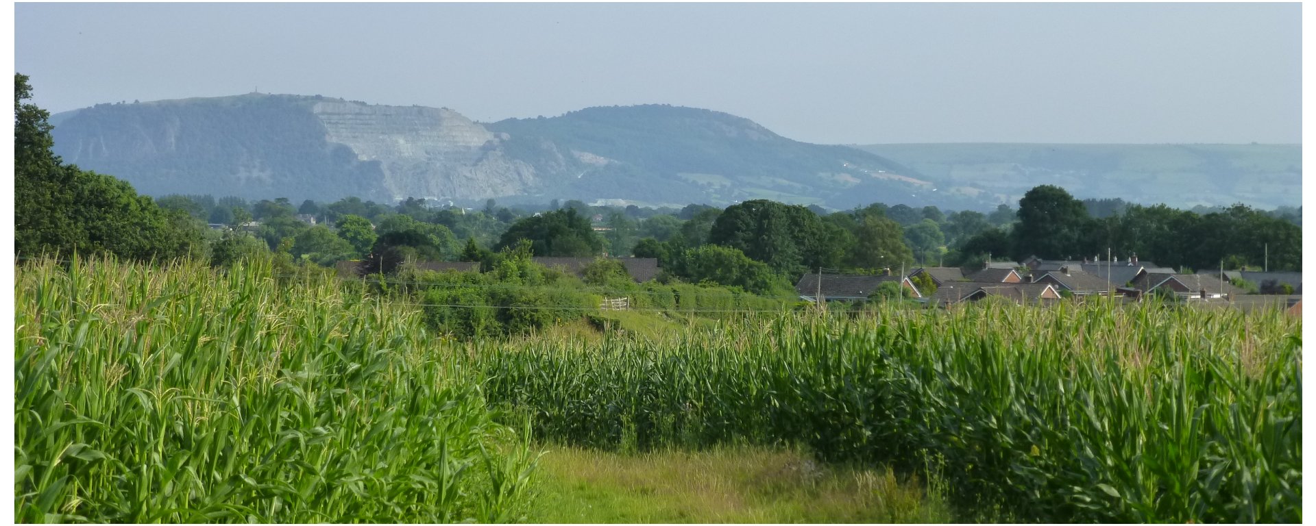 The Breidden hills viewed from a path through a maize field
